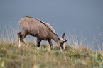 walking Chamois