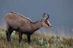 standing Chamois