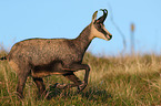 running Chamois