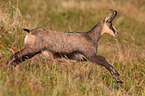 running Chamois