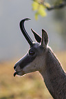 Chamois portrait