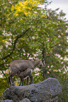 Chamois in natur