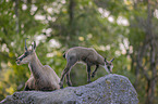 Chamois in natur