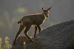 young Chamois