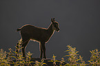 young Chamois