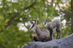 Chamois in natur