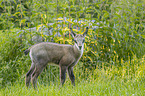 Chamois in natur