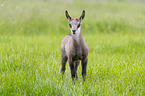 Chamois in natur