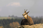 chamois
