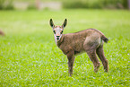 chamois
