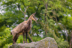 chamois