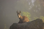 chamois