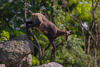 chamois