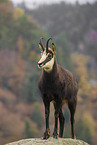 chamois
