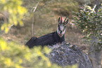 chamois