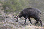 chamois