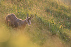 chamois