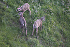 chamois