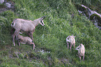 chamois