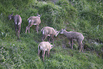 chamois