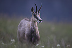 chamois
