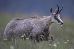 chamois