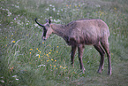 chamois