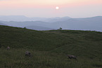 chamois