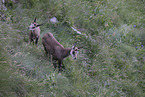 chamois