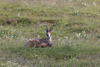 chamois