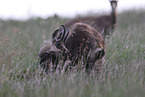 chamois