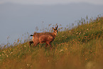 chamois
