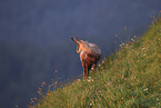 chamois