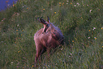 chamois