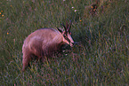 chamois