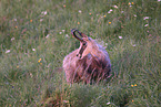 chamois