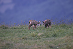 chamois