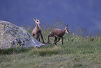 chamois
