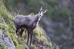 chamois