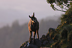 chamois