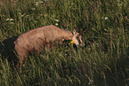 chamois