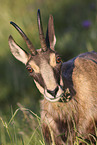 chamois