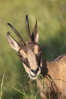 chamois