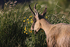chamois