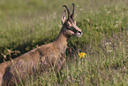 chamois