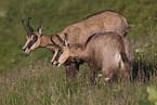 chamois
