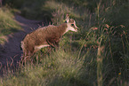 chamois