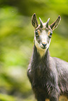 Chamois