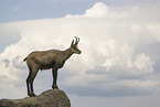chamois
