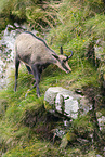 chamois